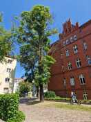 Foto: Stark Vertrocknete Äste drohen abzubrechen 